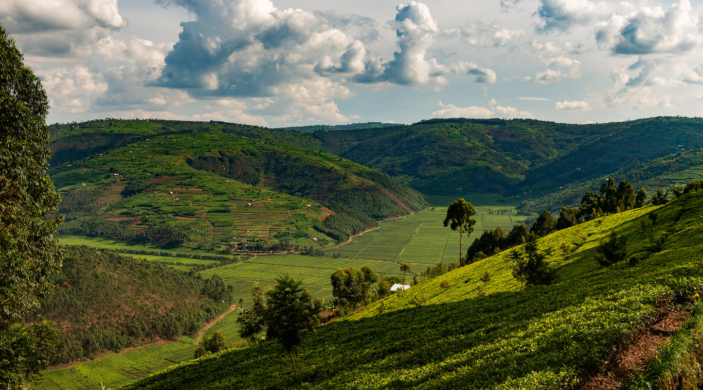 Rwandan Ginger Tea Recipe