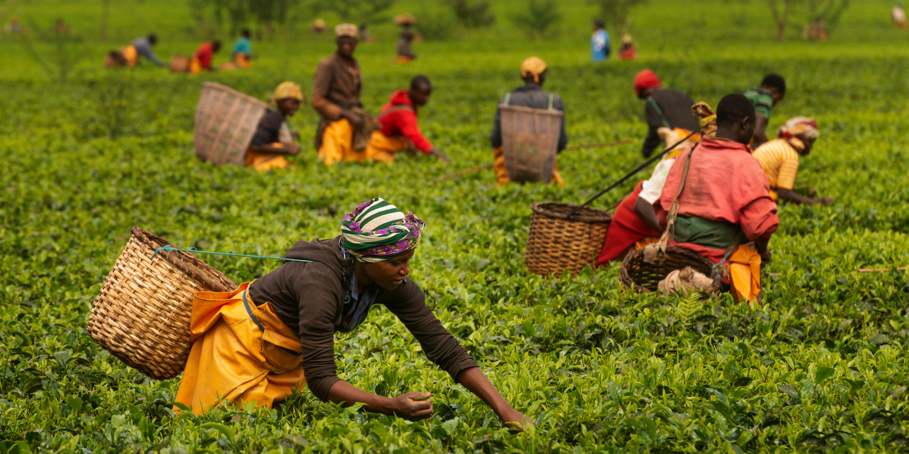Something Special: Rwandan Black Tea