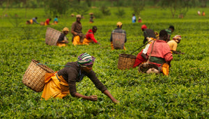 Our Commitment to Sustainability
