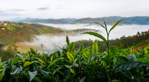 Something Special: Rwandan Black Tea