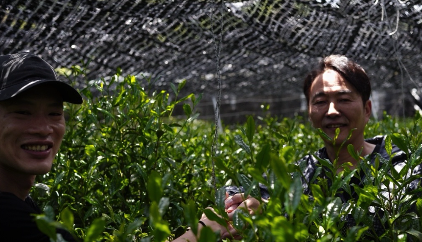 Two men smiling while working among green tea bushes under a protective net in a tea plantation.