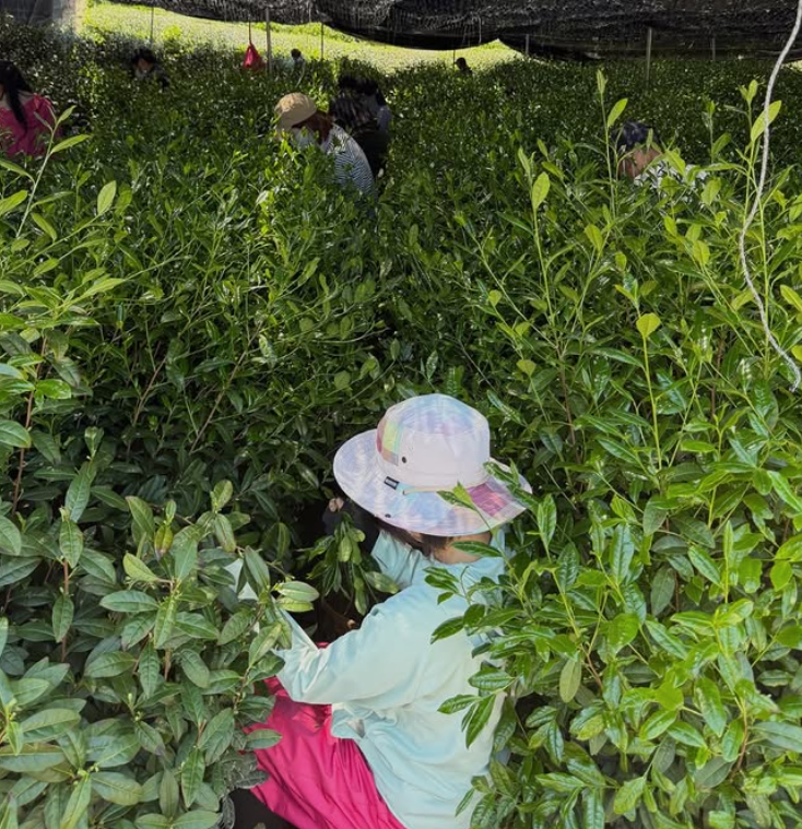Workers harvesting green tea bushes in a lush outdoor tea plantation under a shaded net.
